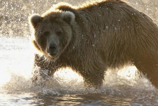 Grizzly Bear Foraging for Salmon, Katmai National Park, Alaska