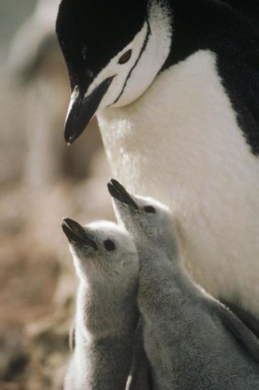 Chinstrap Penguin Bowing OverTwin Chicks Nelson Island, South Shetland Islands, Antarctica