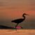 Little Egret Silhouetted at Sunset Africa