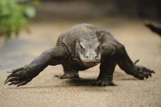 Komodo Dragon, Nusa Tenggara, Indonesia