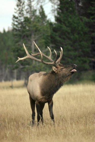 Elk Male Bugling During the Rut, Autumn, Yellowstone National Park, Wyoming