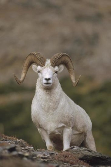 Dall's Sheep Ram on Rock Outcrop, Alaska