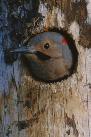Northern Flicker Woodpecker in Nest Cavity, Slana, Alaska