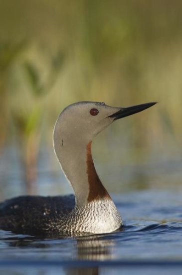 Red-throated Loon in Breeding Plumage, Alaska