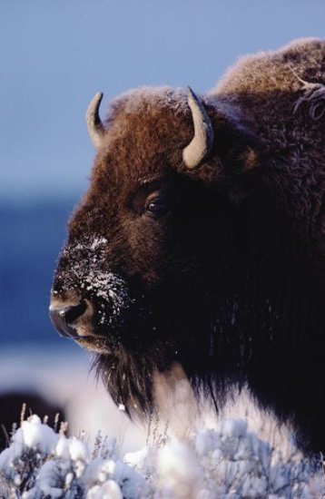 American Bison Portrait in Snow, North America