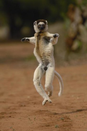 Verreaux's Sifaka Hopping, Berenty Reserve, Madagascar
