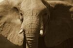 African Elephant Amboseli National Park Kenya sepia 1 Just Wall Decor African Elephant Amboseli National Park Kenya sepia