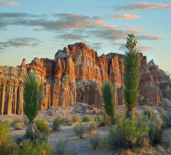 Joshua Tree Saplings and Cliffs, Red Rock Canyon National Conservation Area, Nevada