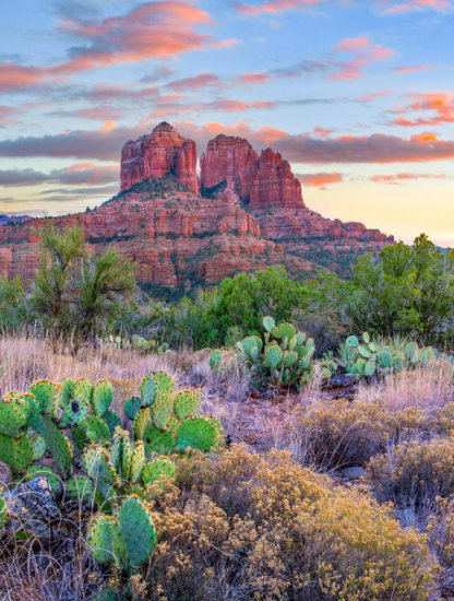 Opuntia Cacti, Cathedral Rock, Sedona, Arizona