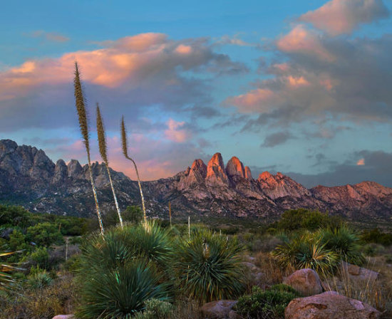 Agave Plants, Organ Mountains, Aguirre Spring Recreation Area, New Mexico