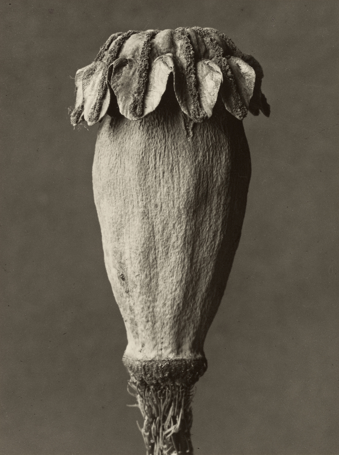 Buy Papaver orientalis, 1928-32 (Oriental Poppy) | Premium Art Print by ...