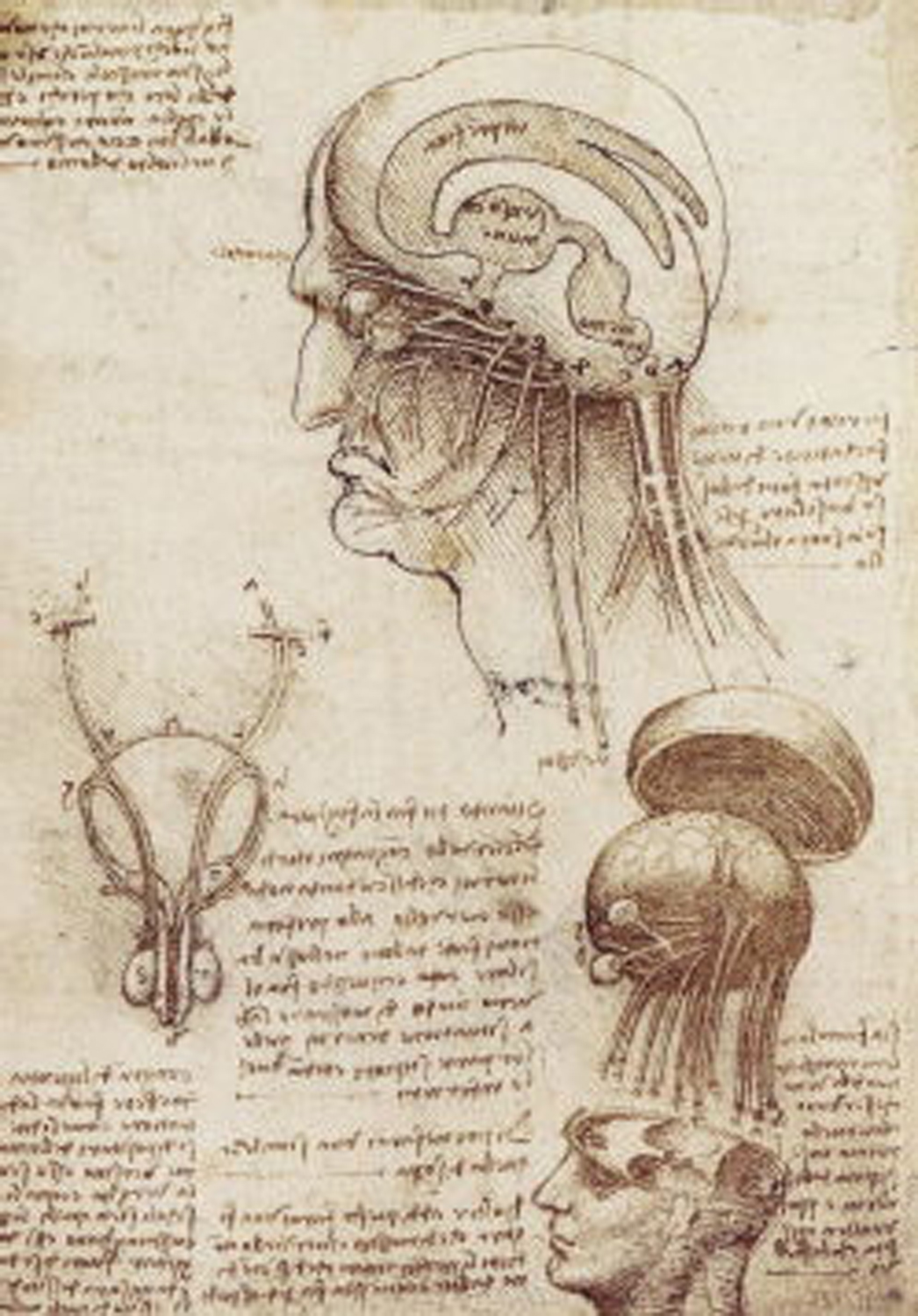 Brain Physiology, 1510