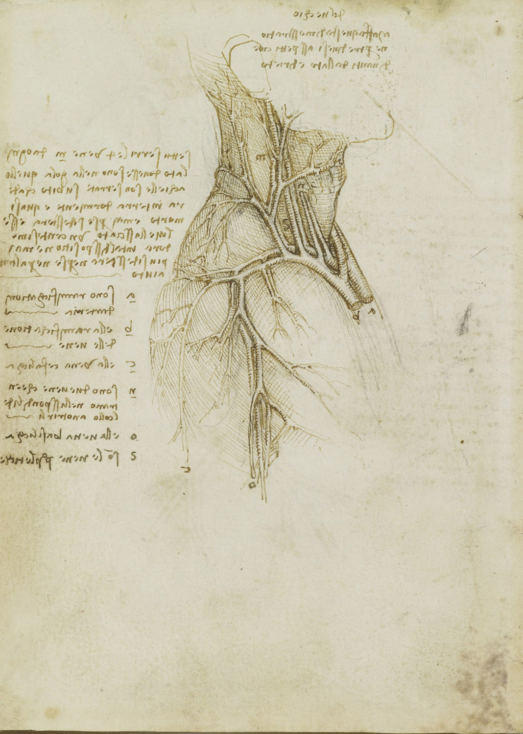 The Vessels of the Neck and Shoulders, c. 1508