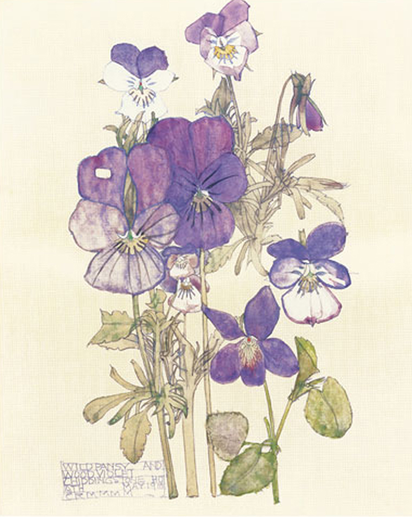 Wild Pansy, 1910