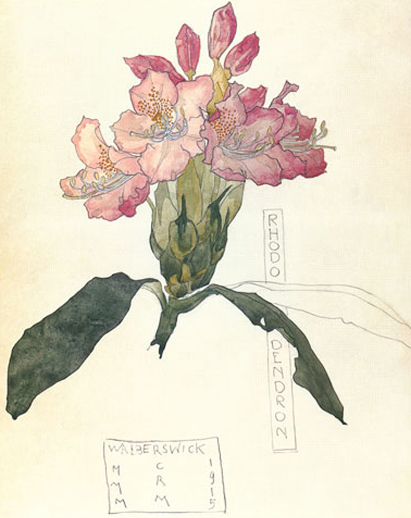 Rhododendron