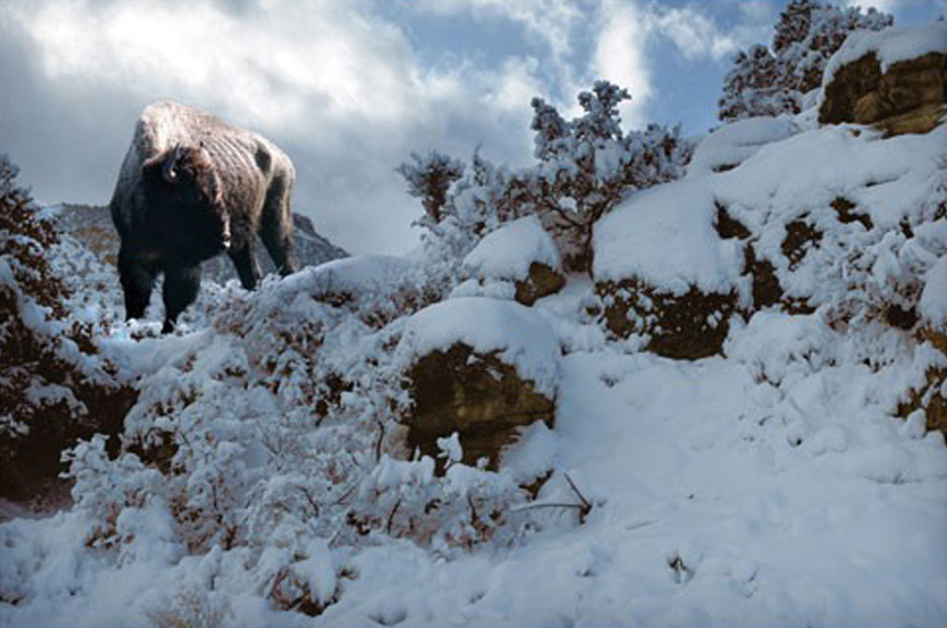 Snowy Buffalo