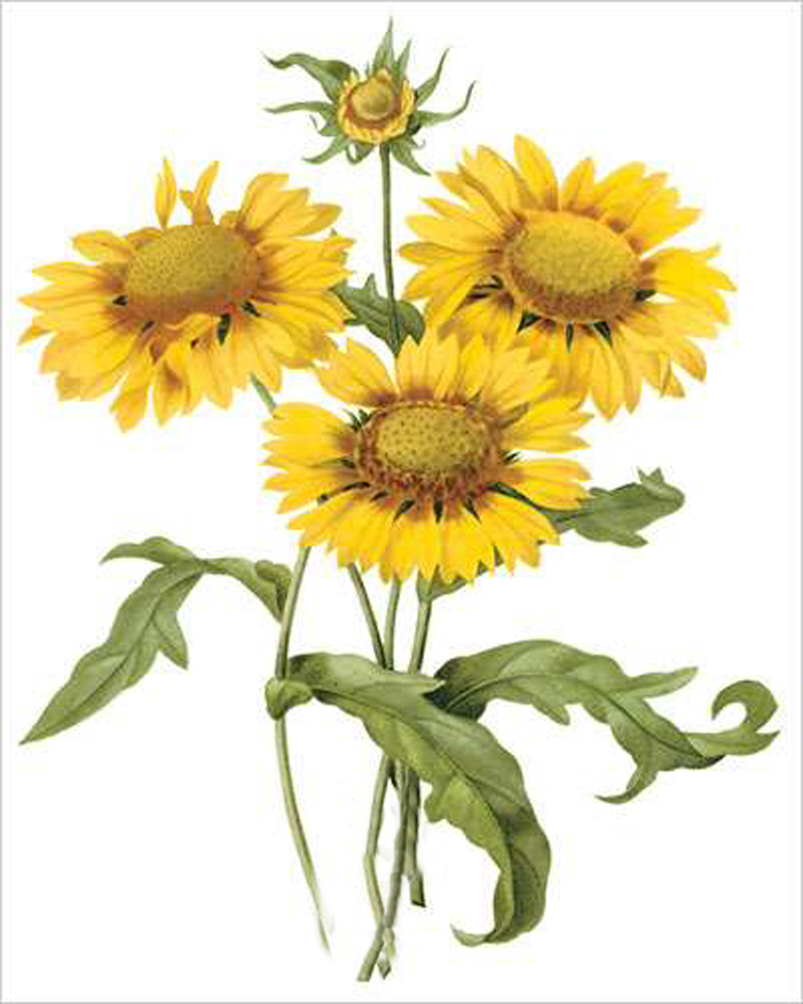 Blanket Flower (bot. Gailliarda sp.)