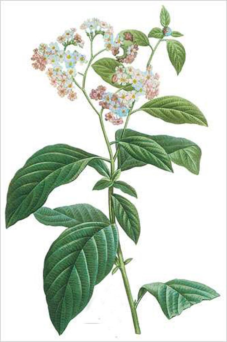 Heliotrope (bot. Heliotropium corymbosum)