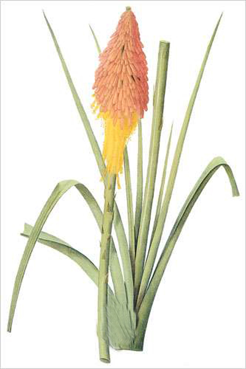 Red Hot Poker (bot. Tritoma uvaria)
