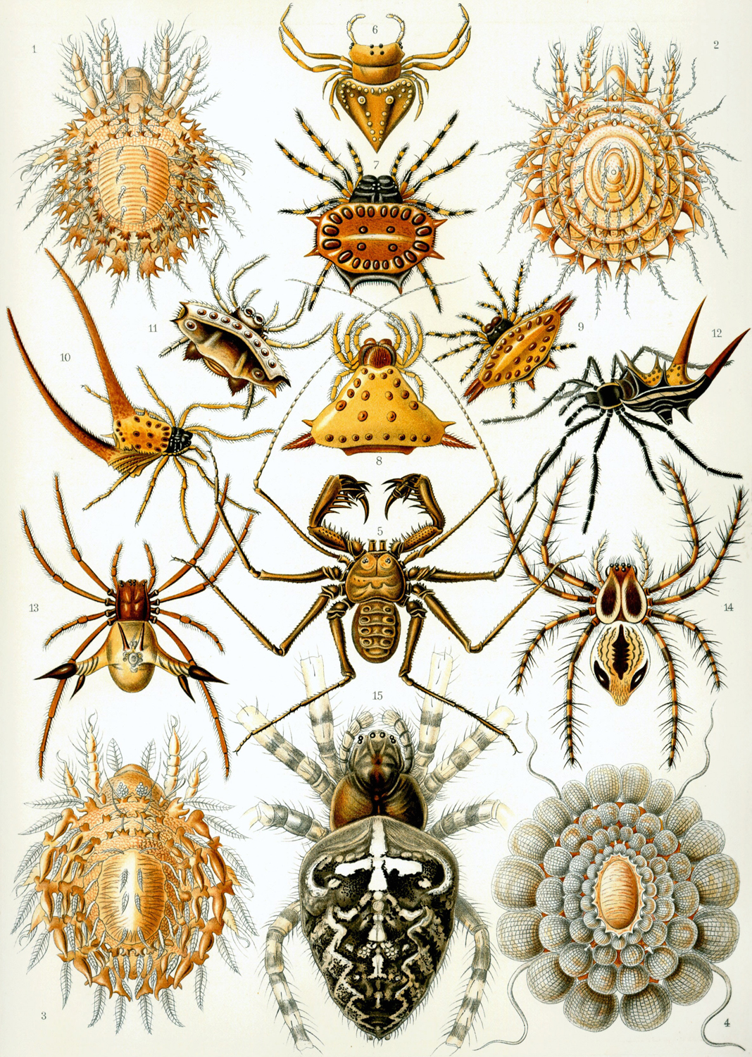 Arachnida, 1904