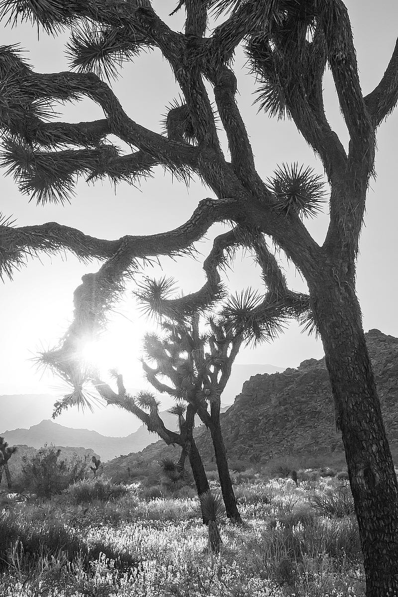 Joshua Tree No. 6