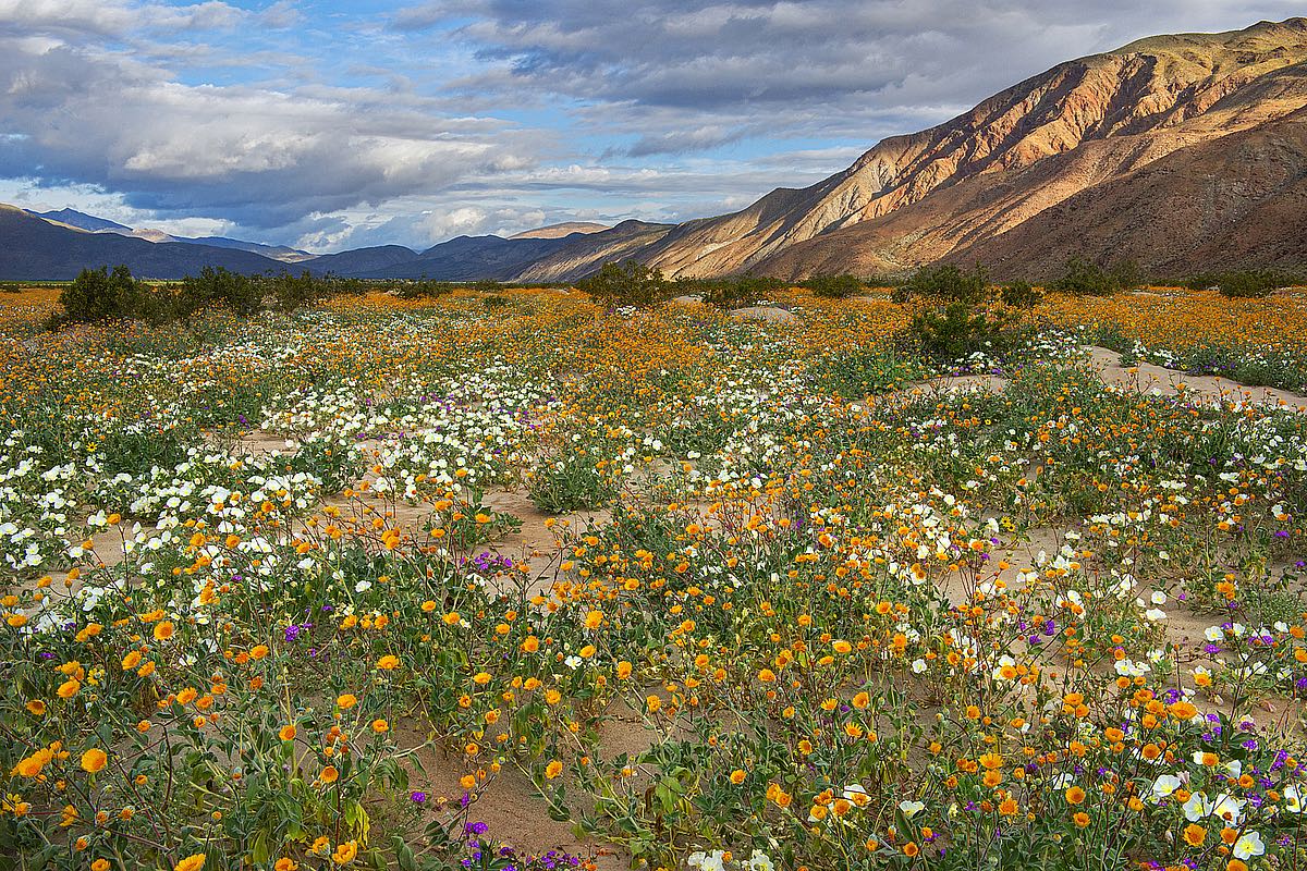 Desert Wildflowers in Henderson Canyon