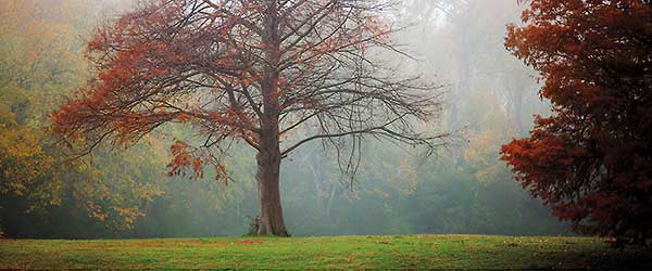 A Late Autumn Morning