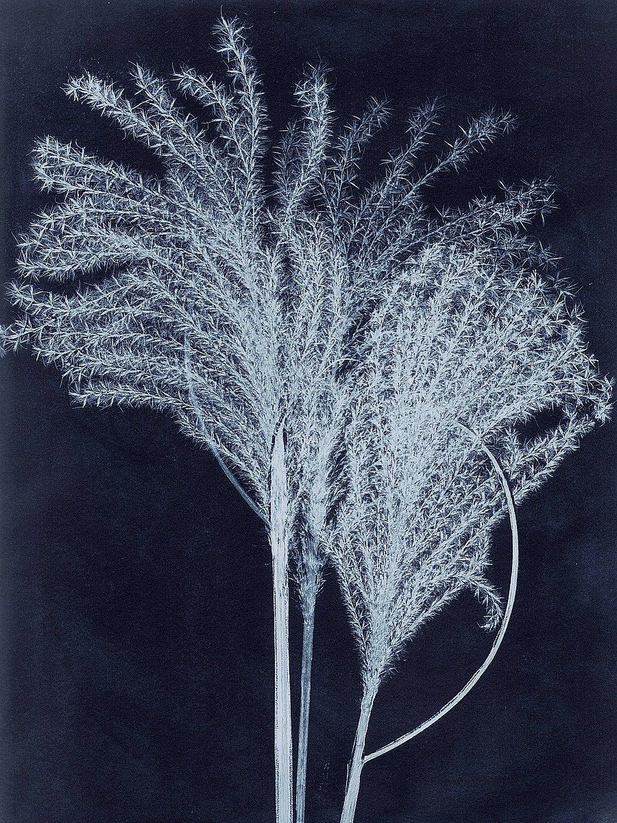 Silvergrass Midnight Blue