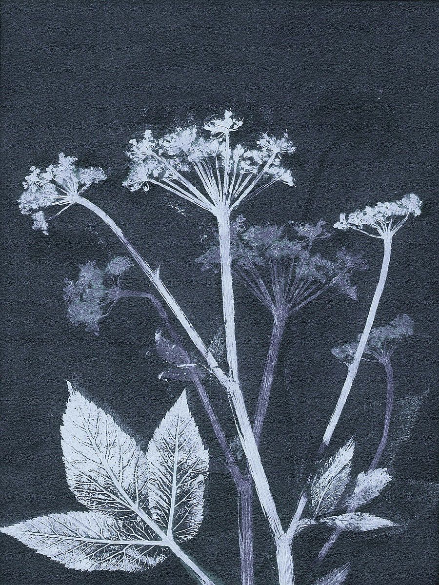 Ground Elder