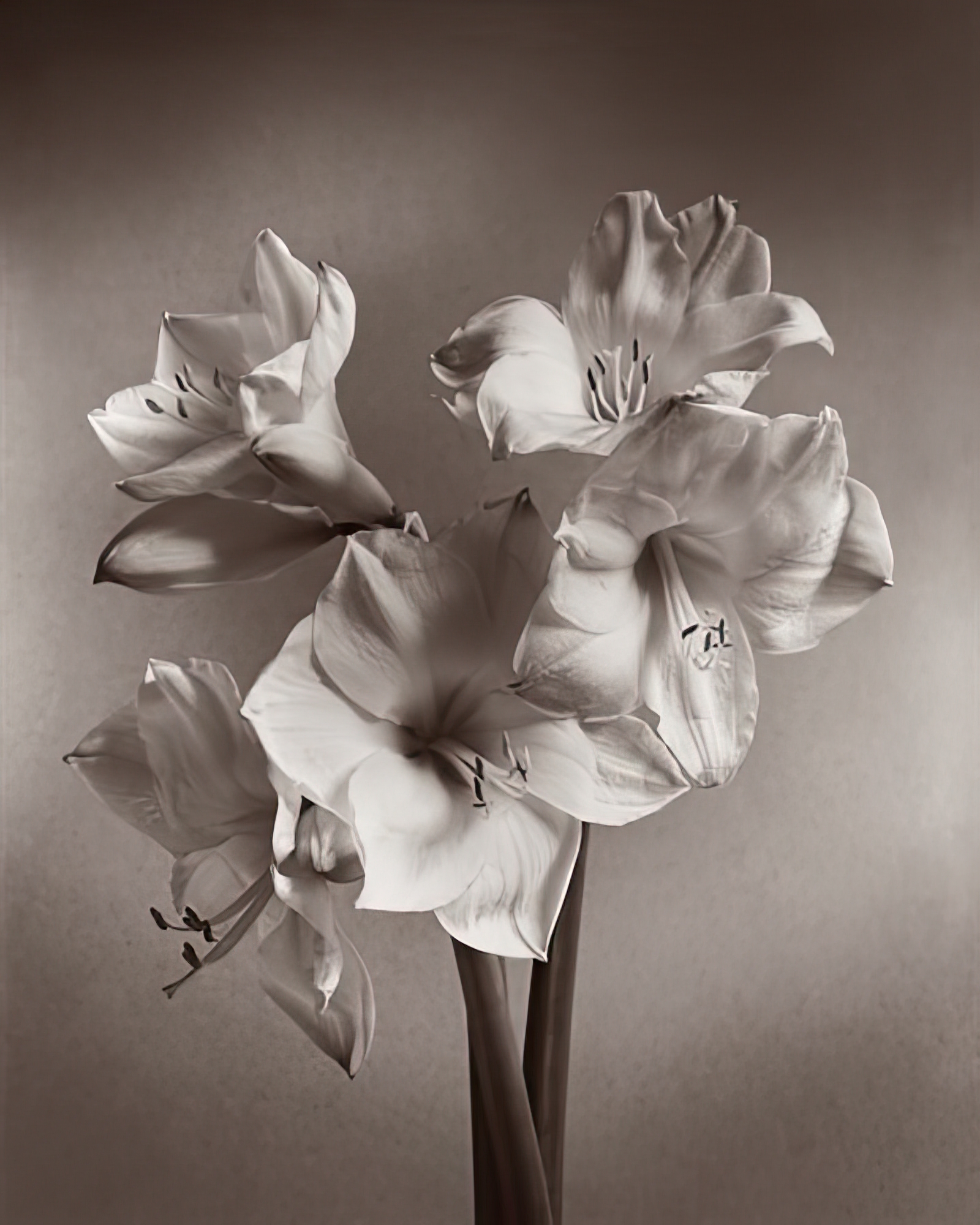 Amaryllis