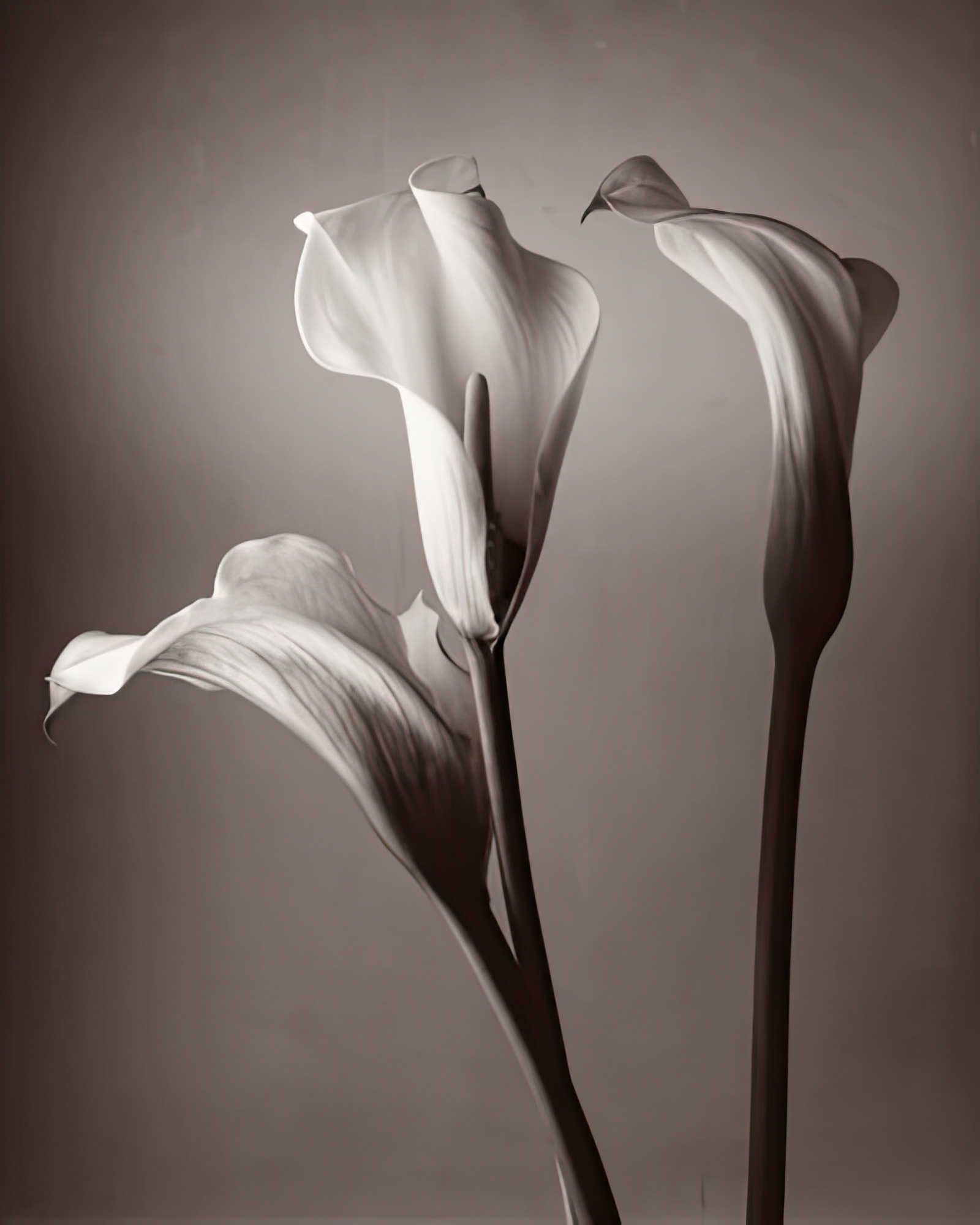 Calla Lily