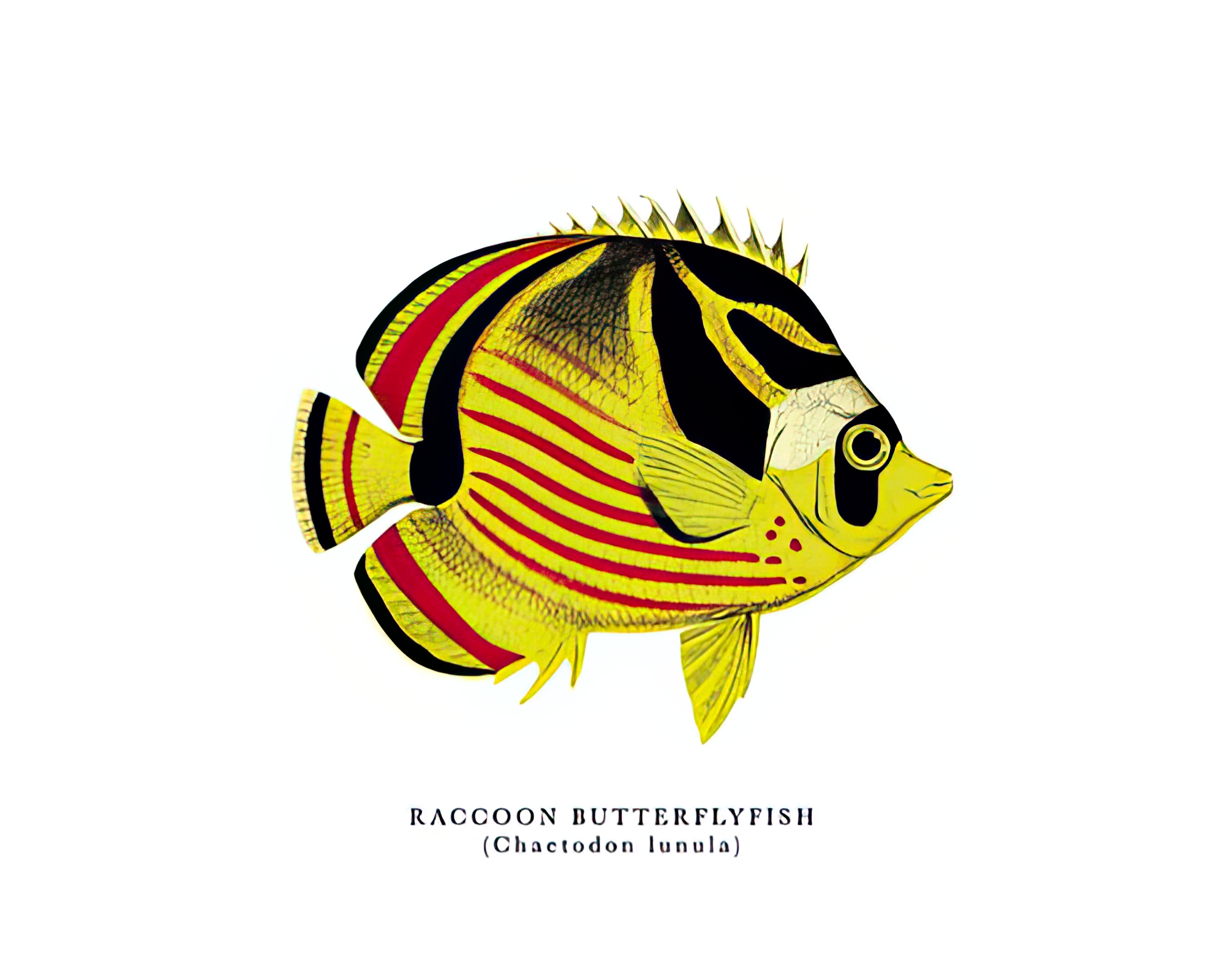 Raccoon Butterflyfish