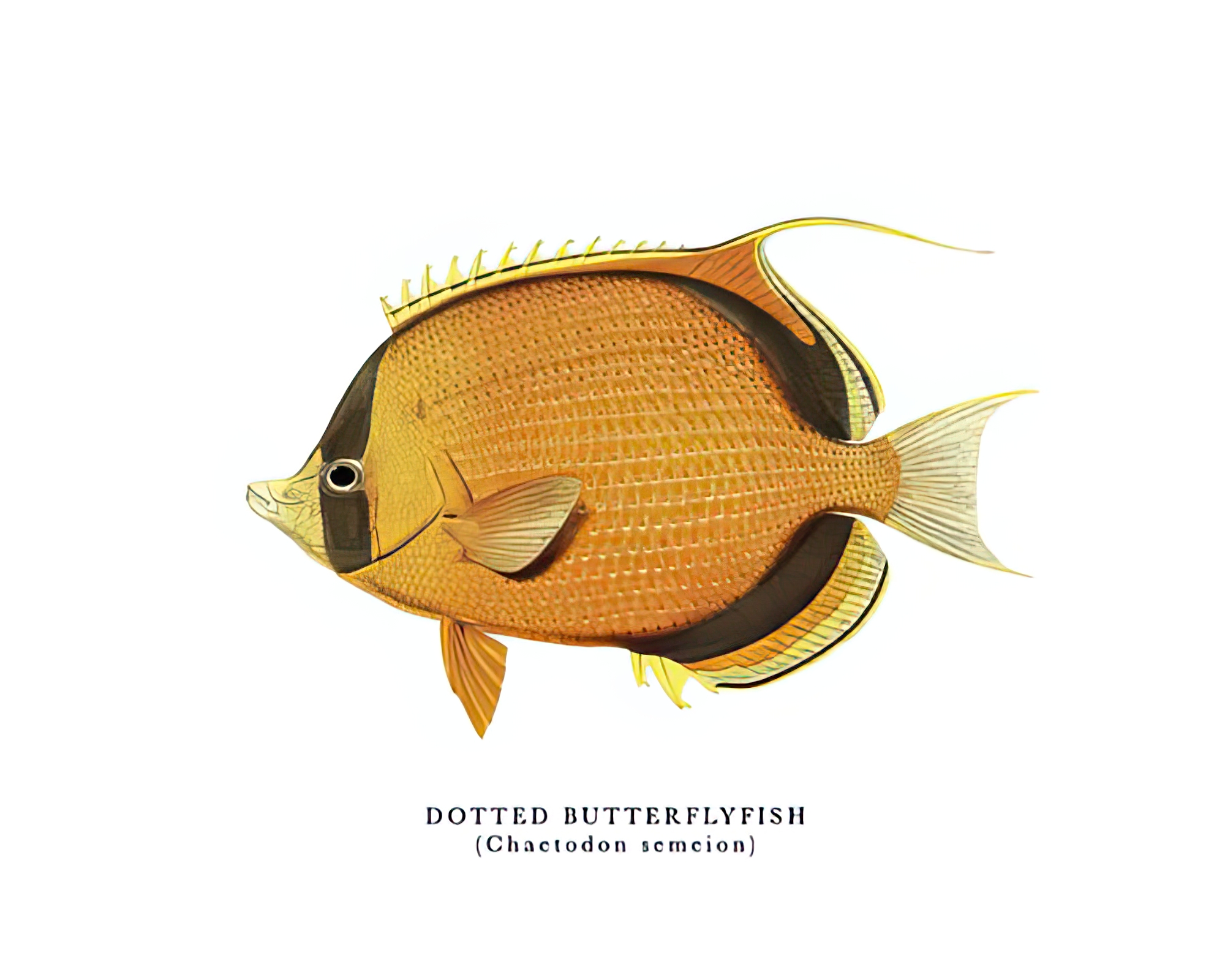 Dotted Butterflyfish