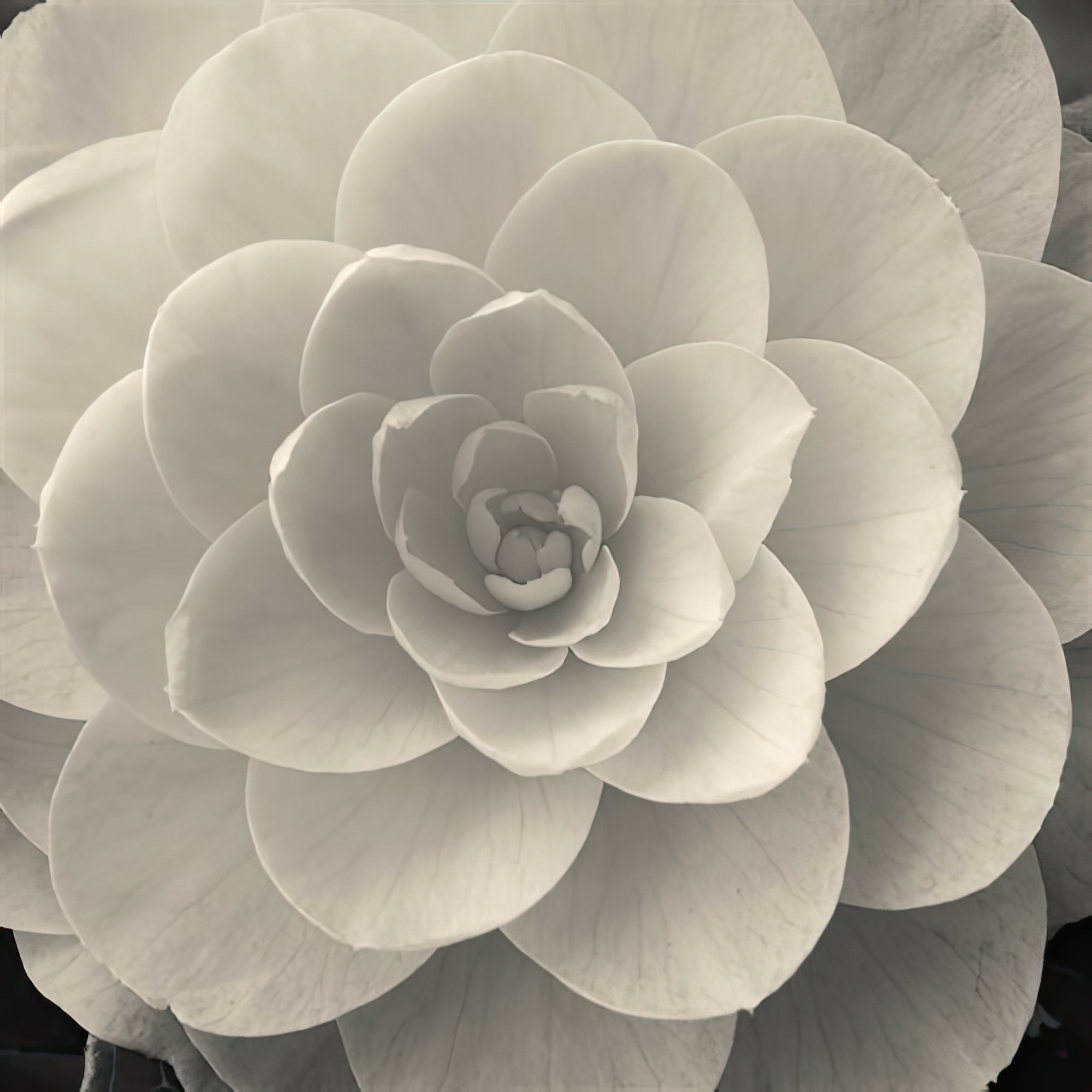 Camellia I