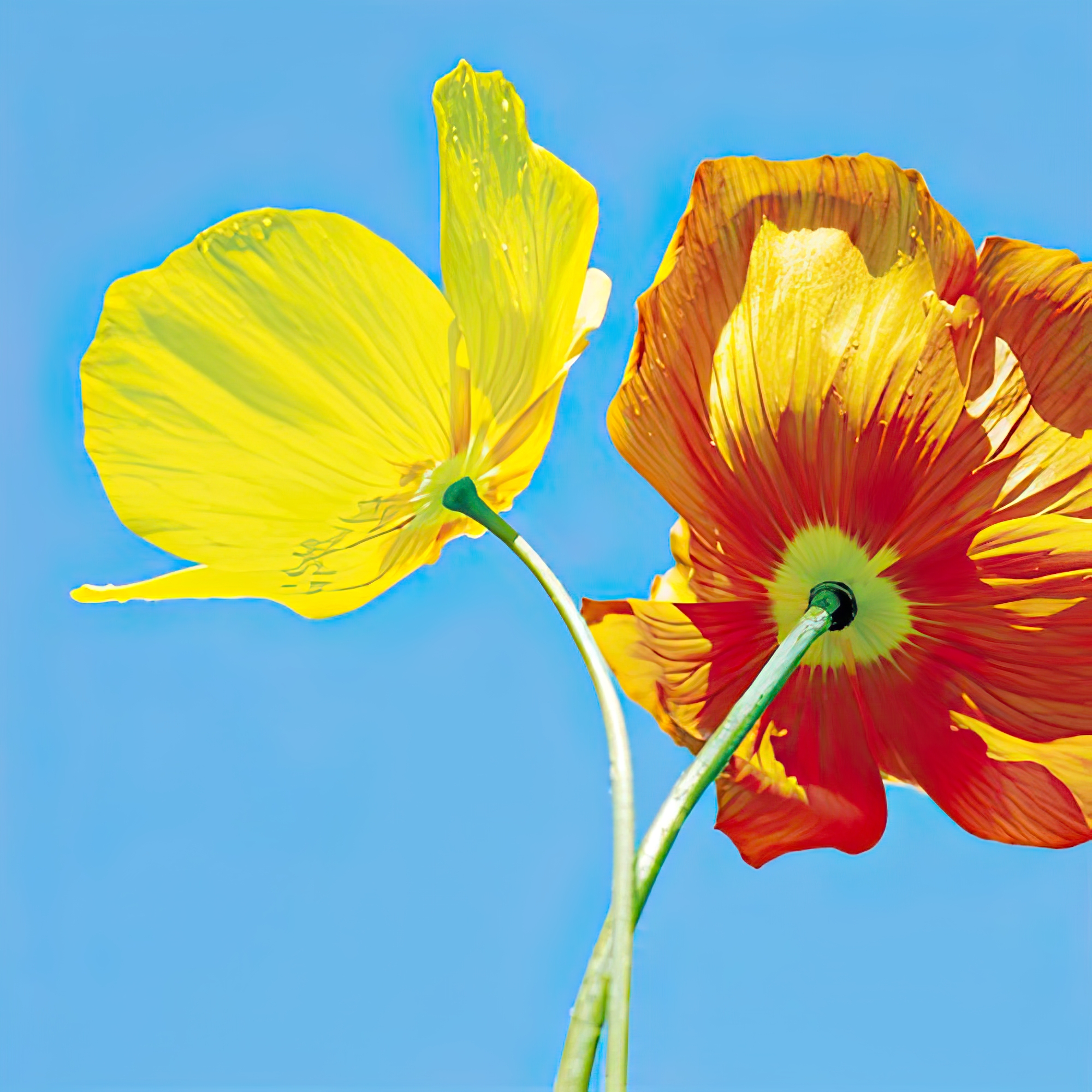 Poppies II
