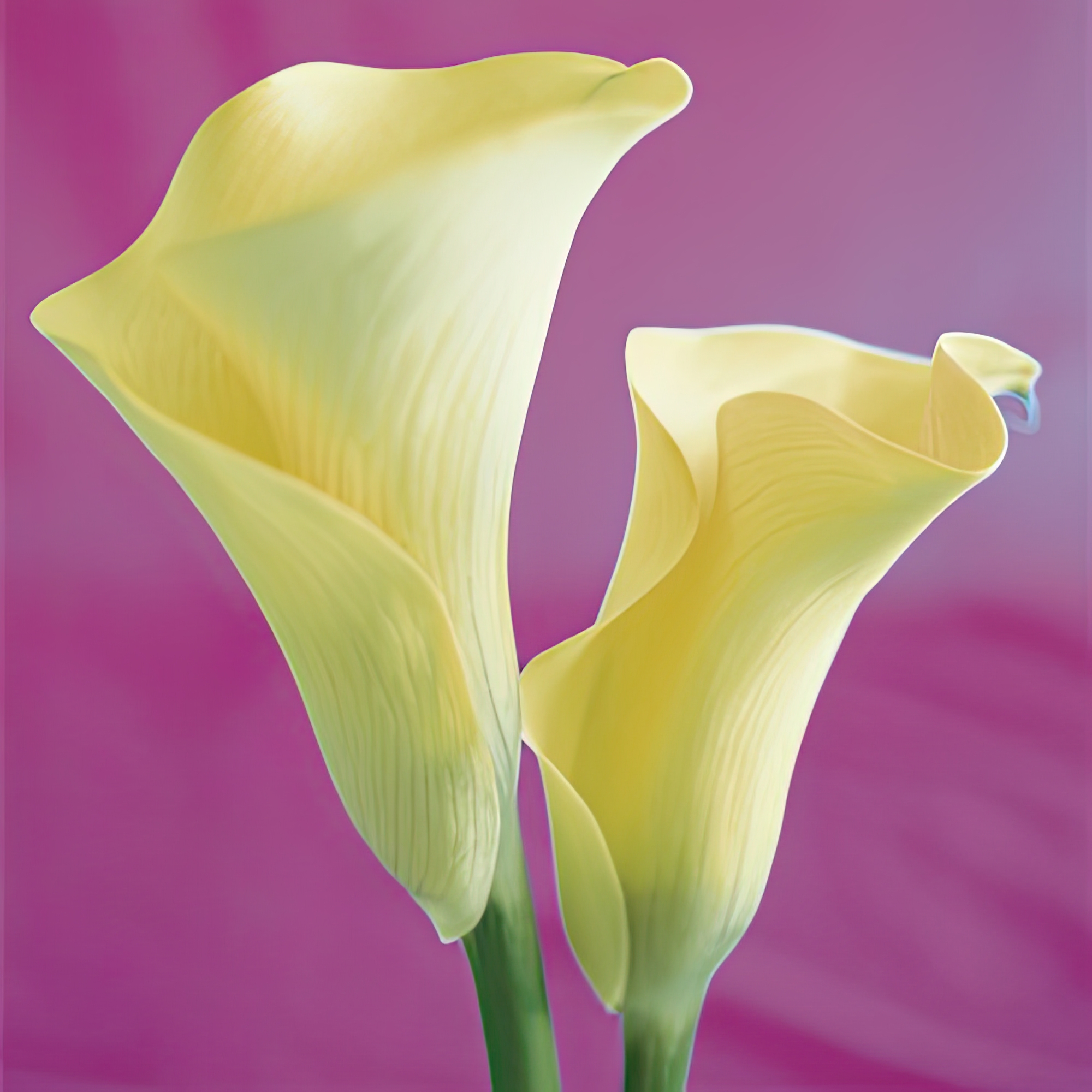 Lily Bloom VII