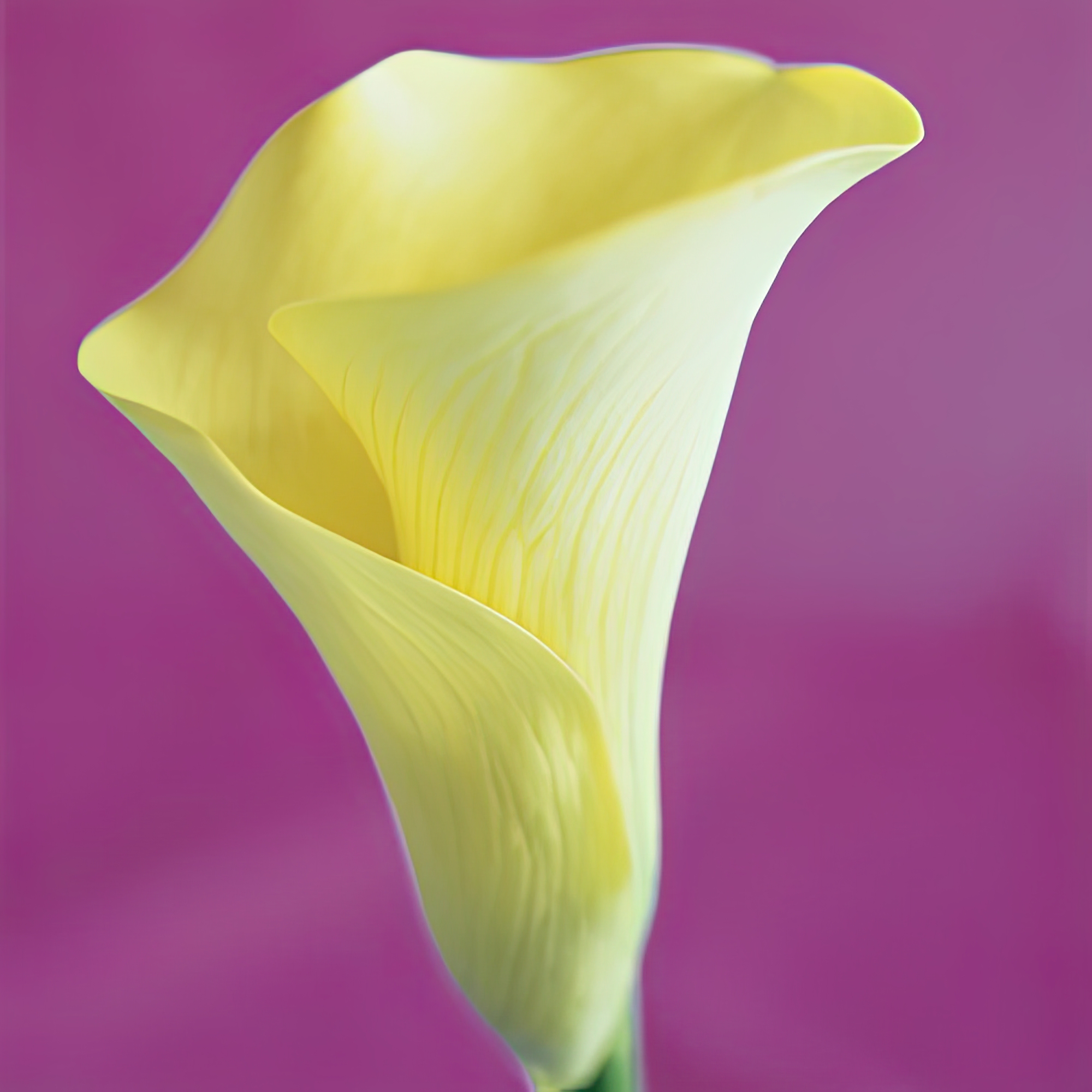 Lily Bloom VIII