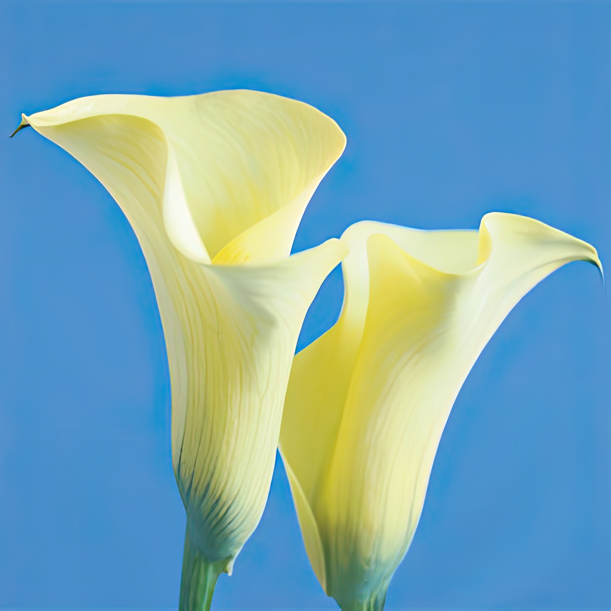 Lily Bloom V