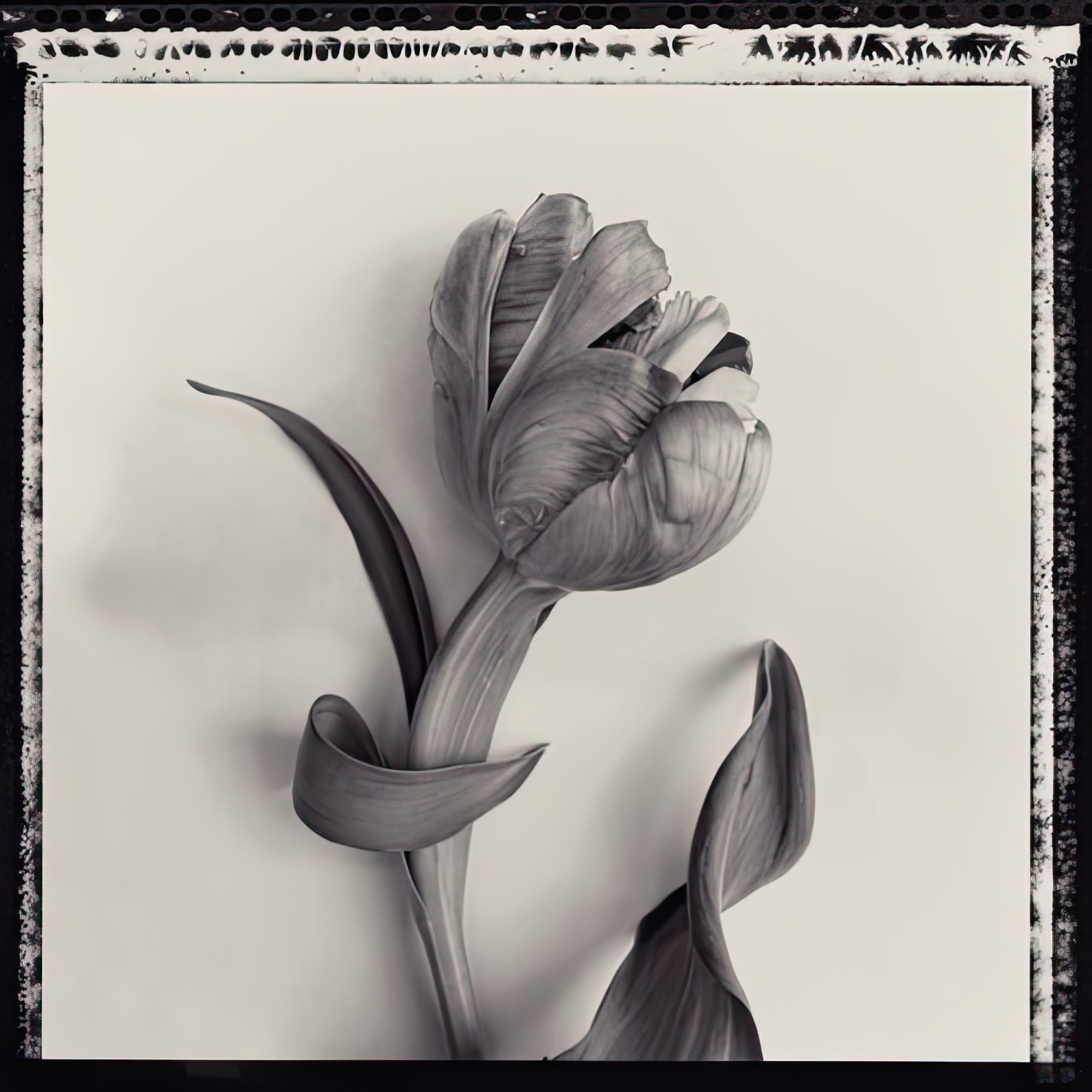 Tulipano Botanica I
