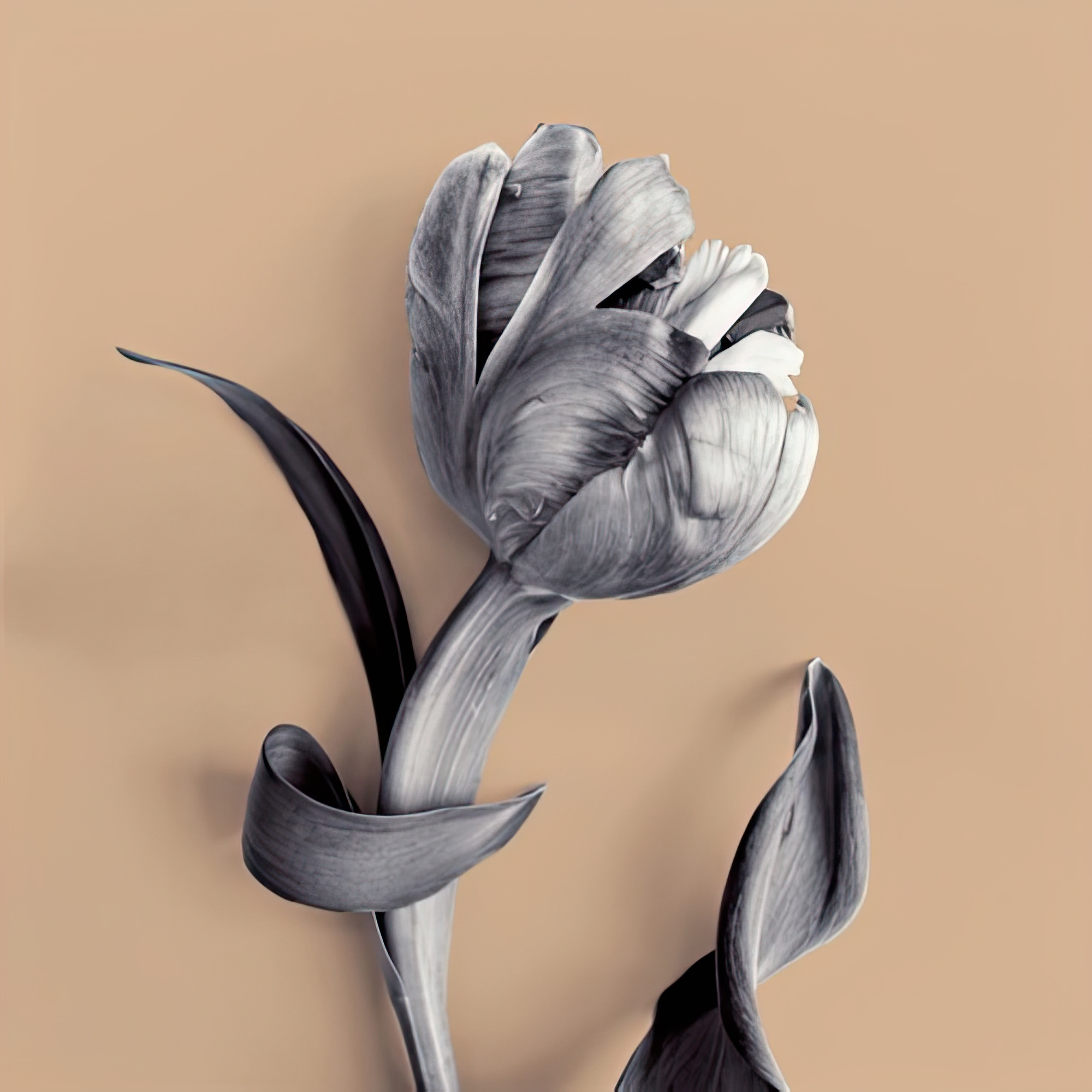 Tulipano Cantaloupe
