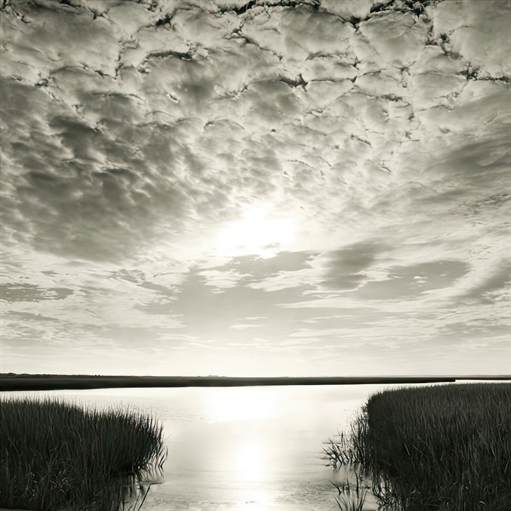 Through the Marsh