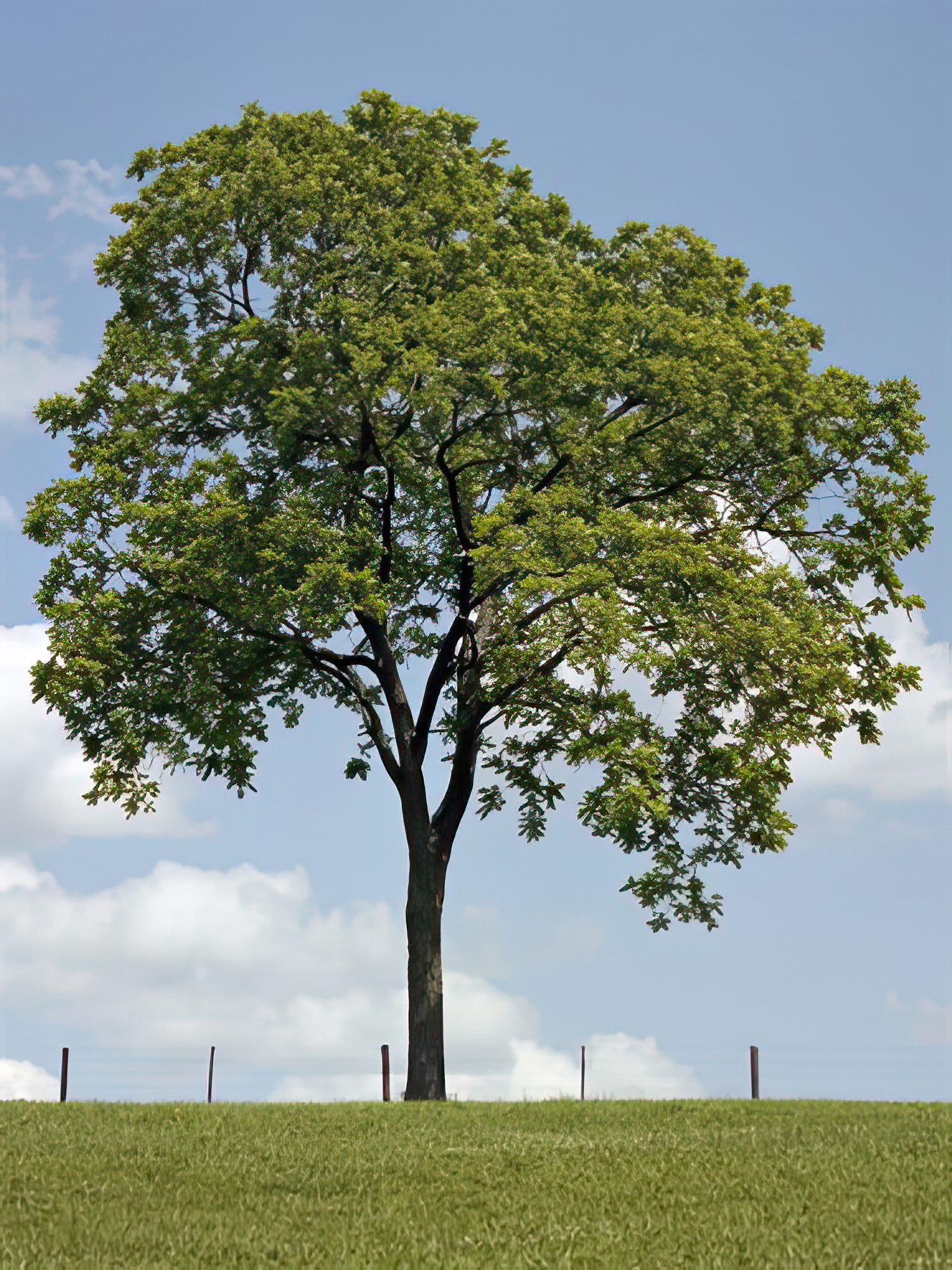 Tree Seasons II