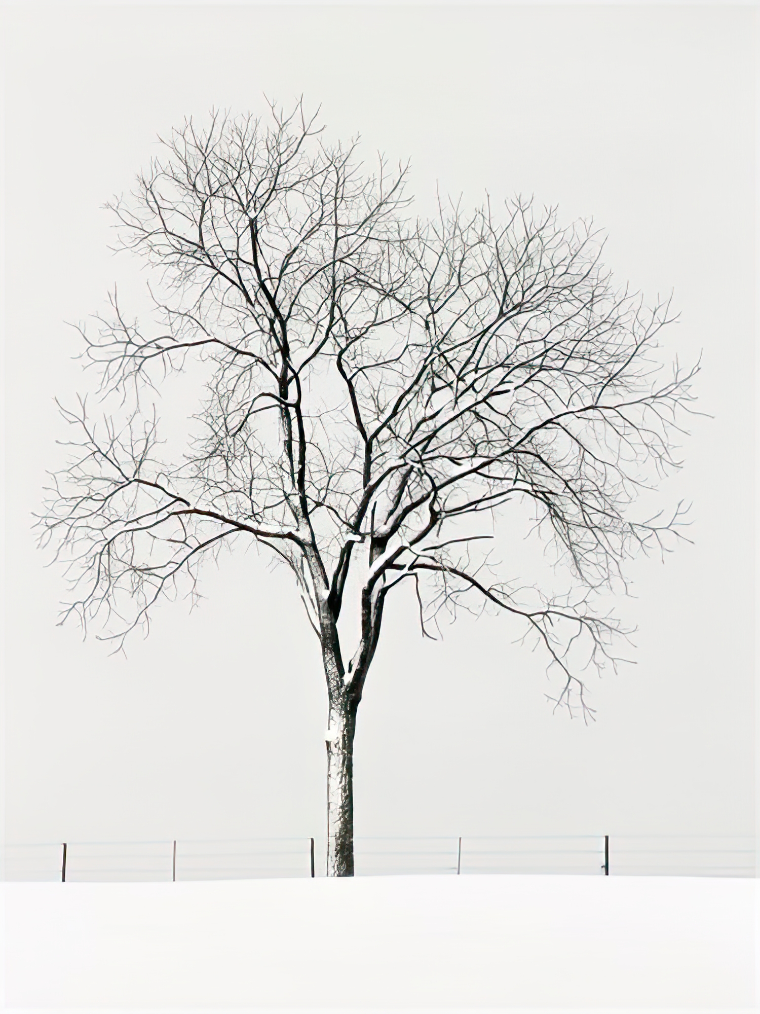 Tree Seasons IV