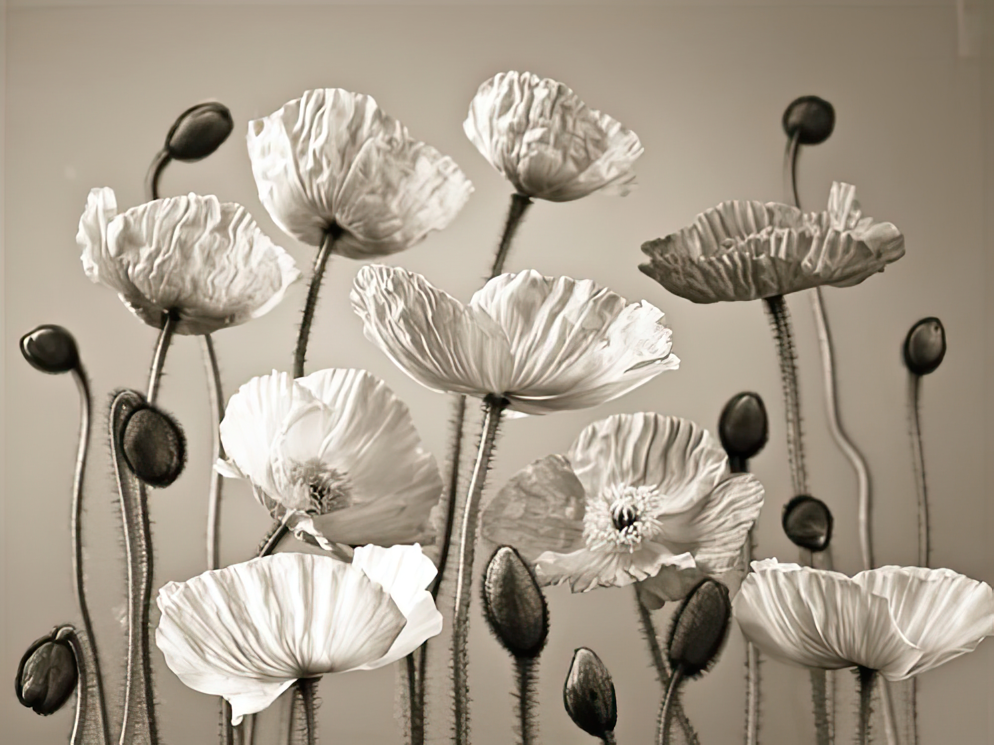 Poppy Elevation