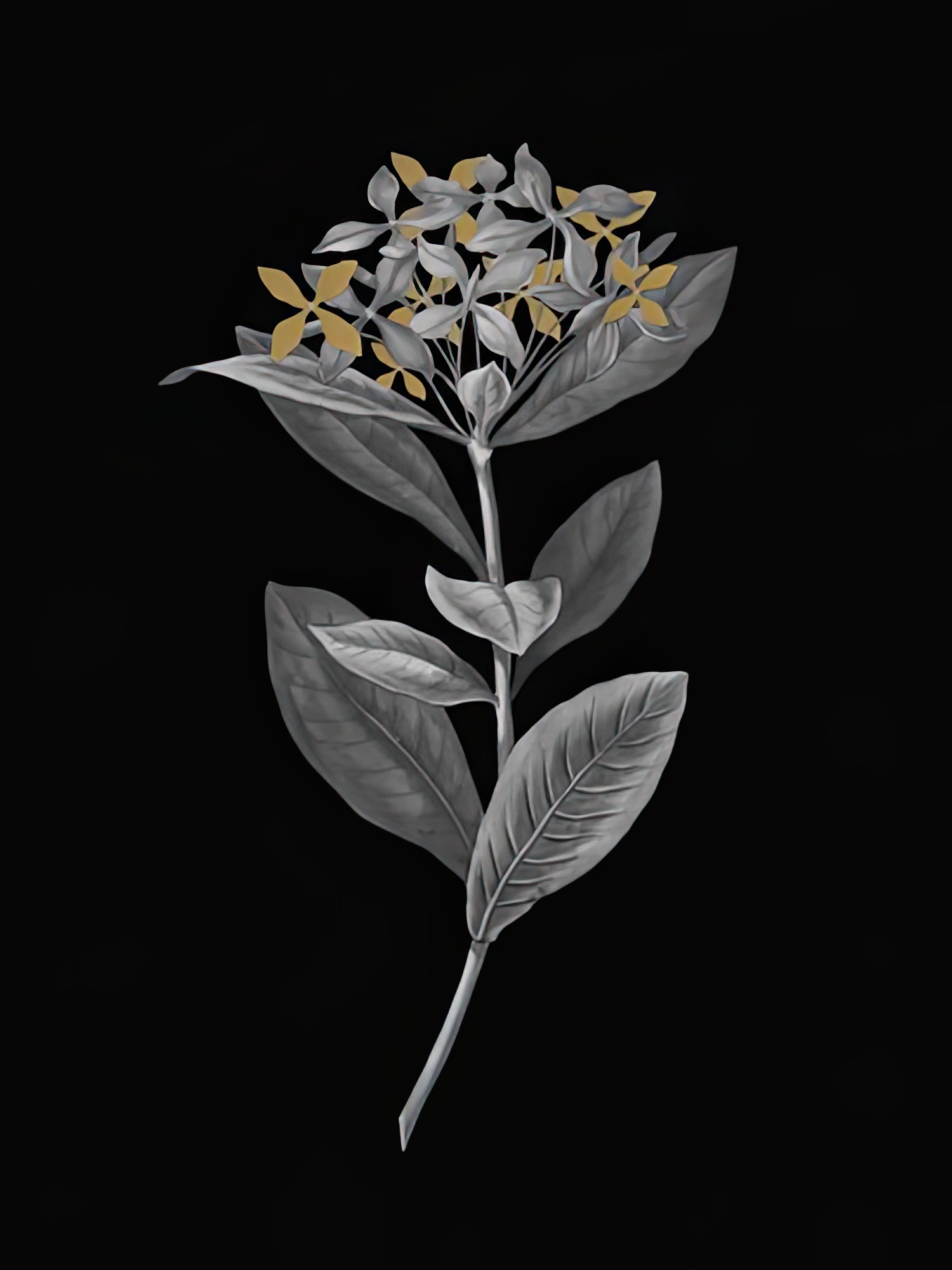 Ixora Banduca - Luxe