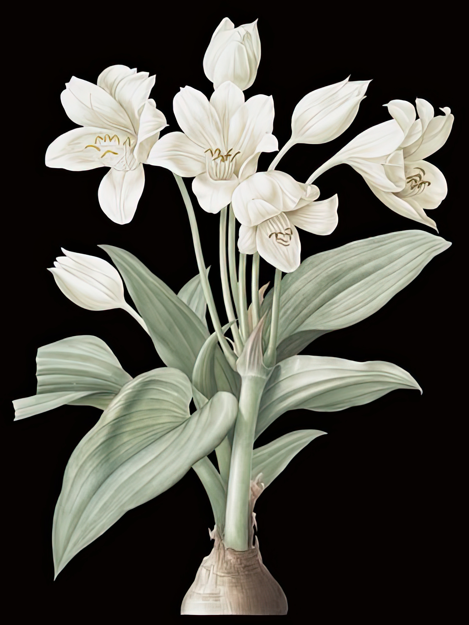 Crinum Giganteum - Noir