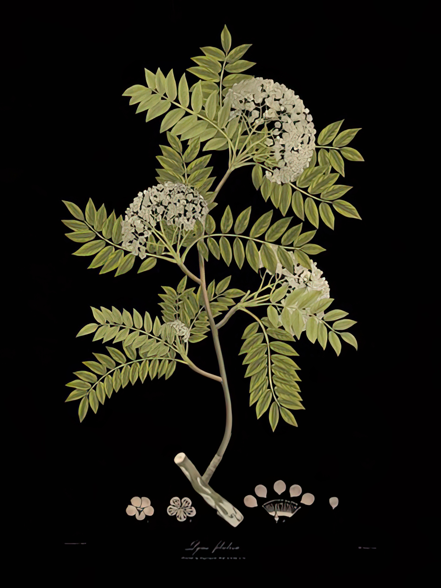 Vintage Botanicals I - Noir