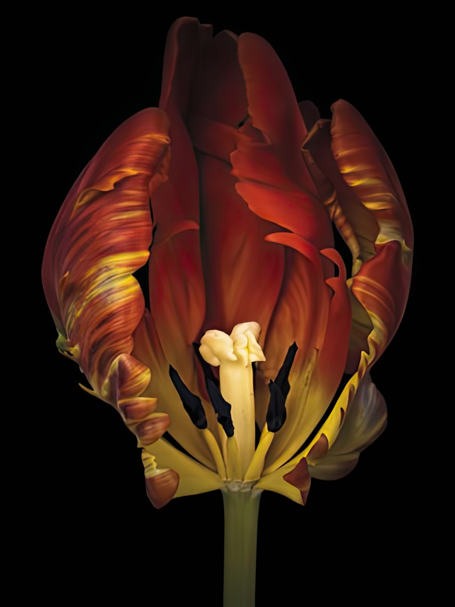 Timid Tulip