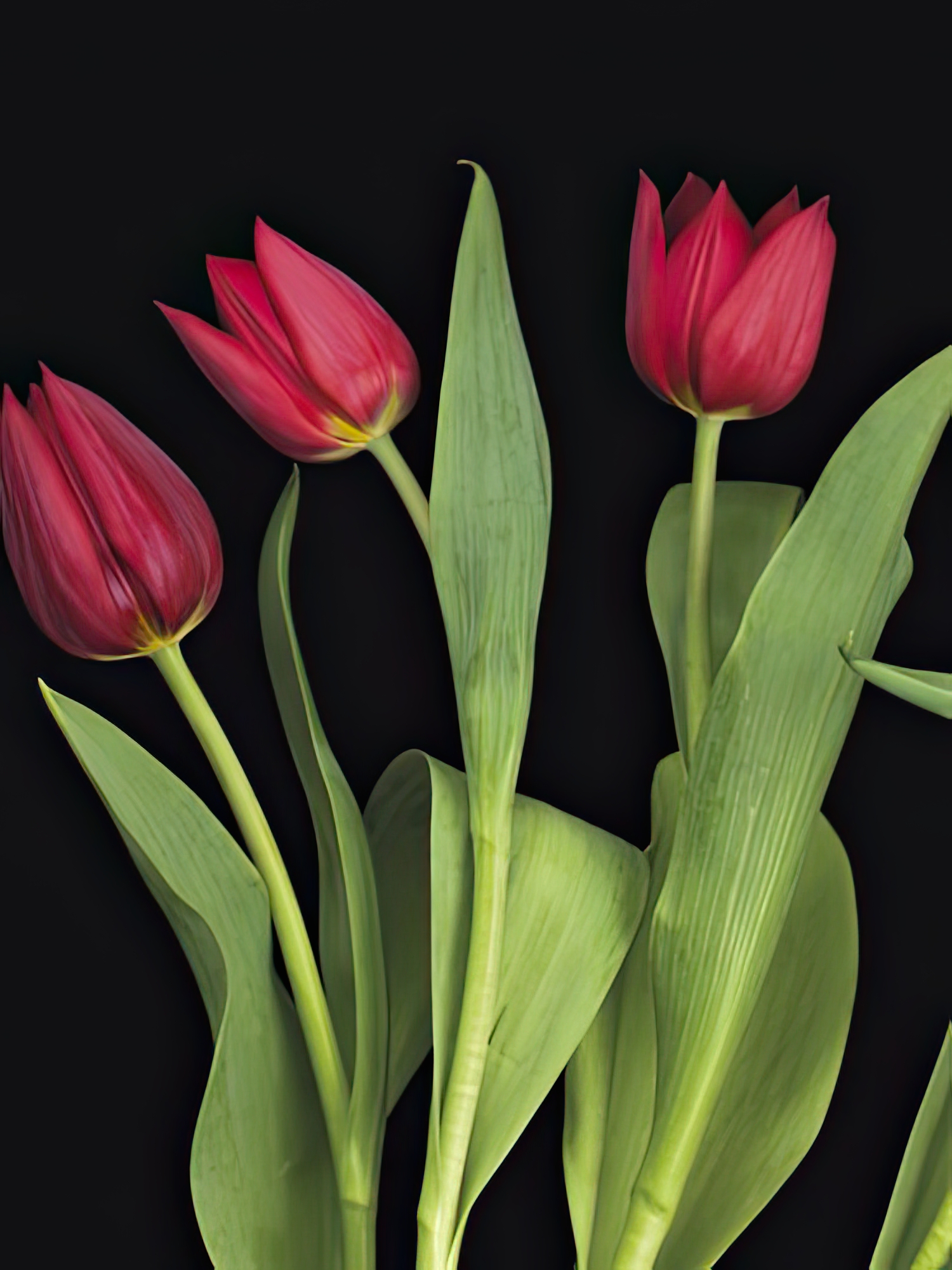 Trio of Tulips