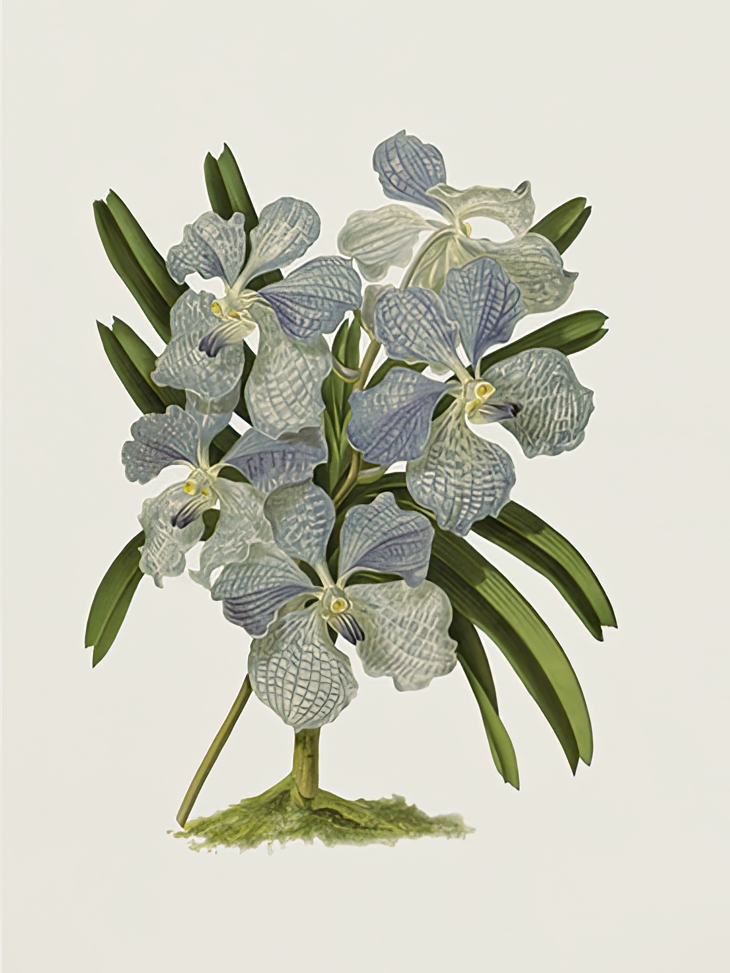 Vanda Coerulea